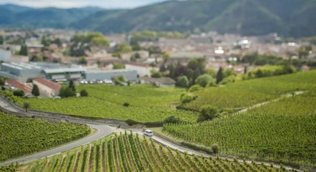 北羅納河谷特級產(chǎn)區(qū)葡萄園 北羅納河谷特級產(chǎn)區(qū)葡萄園