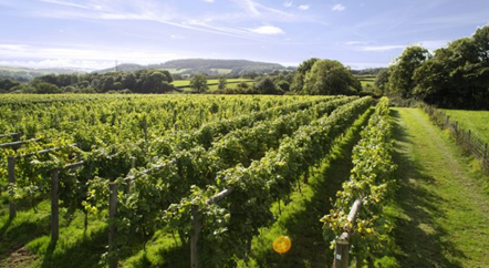 卡斯特加:坐擁波爾多10余座酒莊的酒界豪門(mén)