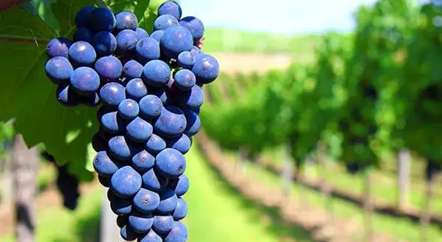 低調的歌海娜，我來為你正名！